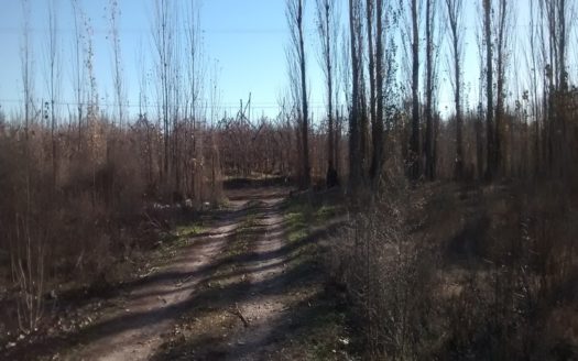 Chacra de 5,3 ha en zona de Allen, Río Negro
